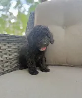 Walter, a female Miniature Bernedoodle for sale in Goldsboro, NC – 1 of 1