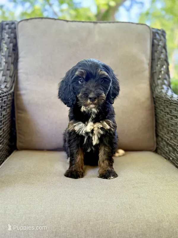 Millie – Bernedoodle, Golden Mountain Doodle puppy for sale in Goldsboro, NC