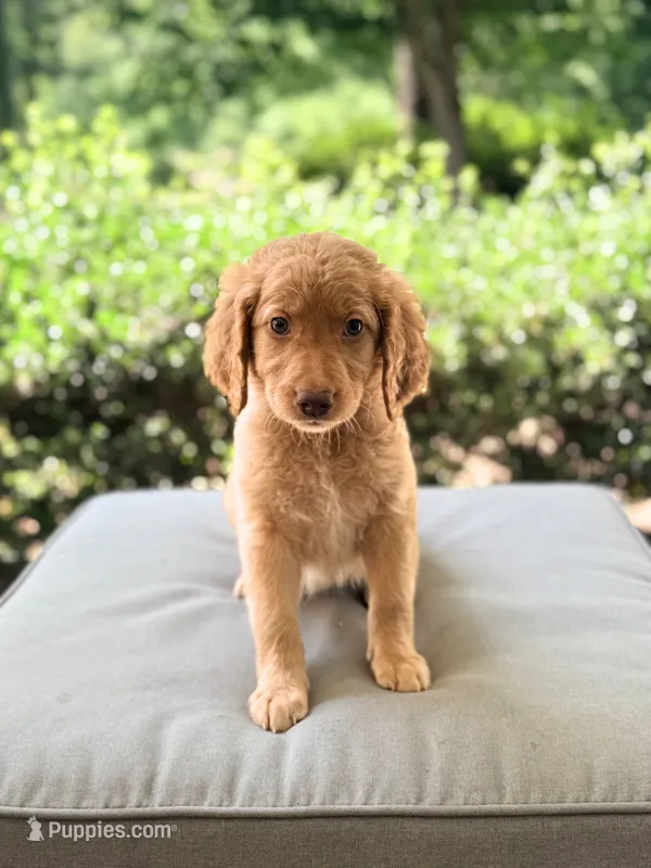 Magnolia – Goldendoodle puppy for sale in Goldsboro, NC