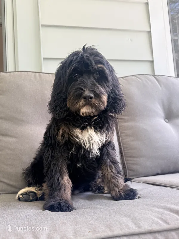 Millie – Bernedoodle puppy for sale in Goldsboro, NC