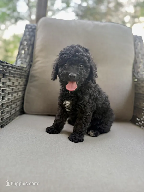 Gracie  – Miniature Bernedoodle puppy for sale in Goldsboro, NC