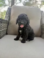 Gracie , a female Miniature Bernedoodle for sale in Goldsboro, NC – 1 of 1