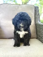 Sawyer, a male Bernedoodle and Golden Mountain Doodle for sale in Goldsboro, NC – 1 of 1
