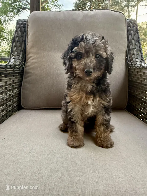 Rosie – Miniature Bernedoodle puppy for sale in Goldsboro, NC