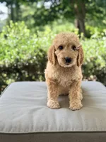 Walker, a male Goldendoodle for sale in Goldsboro, NC – 1 of 1