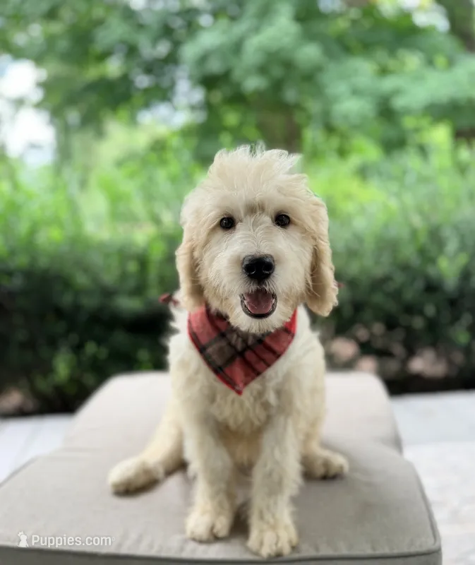 Beau – Goldendoodle puppy for sale in Goldsboro, NC