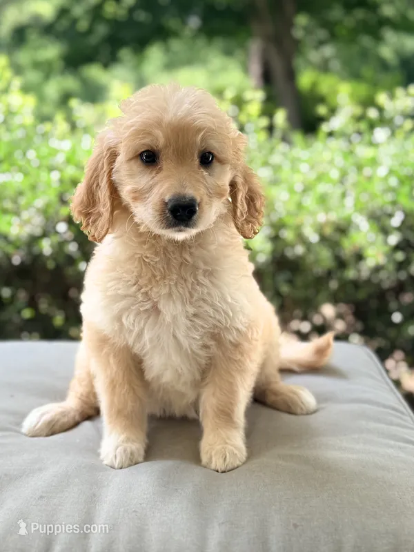 Annie – Goldendoodle puppy for sale in Goldsboro, NC