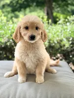 Annie, a female Goldendoodle for sale in Goldsboro, NC – 1 of 1