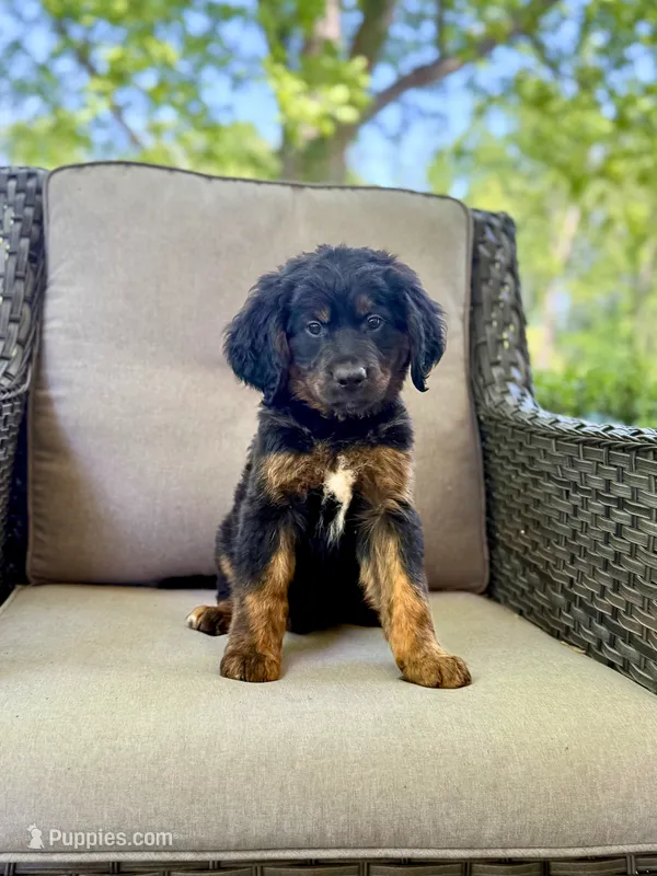 Winston  – Bernedoodle, Golden Mountain Doodle puppy for sale in Goldsboro, NC