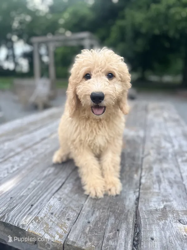 Tucker – Goldendoodle puppy for sale in Goldsboro, NC