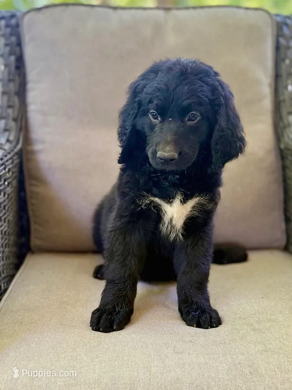 Molly – Bernedoodle, Golden Mountain Doodle puppy for sale in Goldsboro, NC
