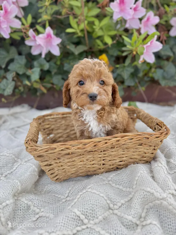 Miss Purple – Cavapoo puppy for sale in Goldsboro, NC