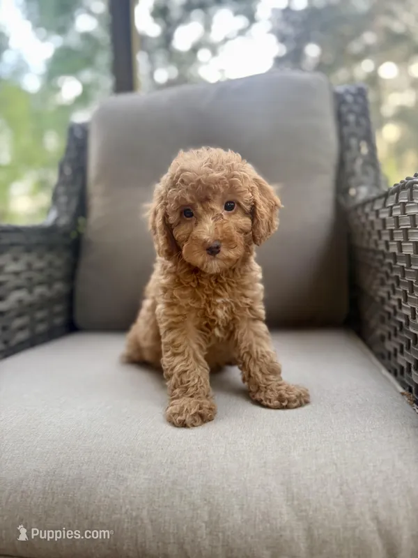 Rae – Miniature Bernedoodle puppy for sale in Goldsboro, NC