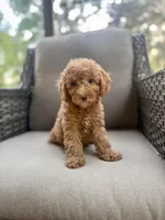 Rae, a female Miniature Bernedoodle for sale in Goldsboro, NC – 1 of 1