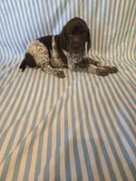 Metts Ridge's GSP, a female German Shorthaired Pointer for sale in Keysville, VA – 4 of 6