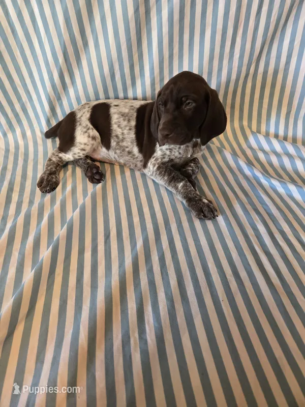 Metts Ridge's GSP – German Shorthaired Pointer puppy for sale in Keysville, VA