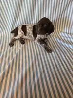 Metts Ridge's GSP, a female German Shorthaired Pointer for sale in Keysville, VA – 2 of 6
