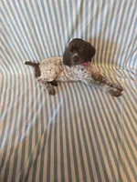 Metts Ridge's GSP, a female German Shorthaired Pointer for sale in Keysville, VA – 3 of 6