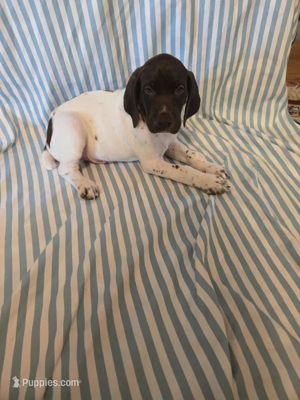 Metts Ridge's GSP – German Shorthaired Pointer puppy for sale in Keysville, VA