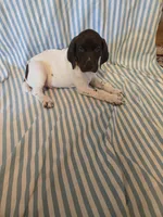 Metts Ridge's GSP, a female German Shorthaired Pointer for sale in Keysville, VA – 1 of 6