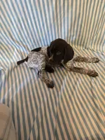 Metts Ridge's GSP, a female German Shorthaired Pointer for sale in Keysville, VA – 5 of 6