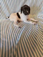 Metts Ridge's GSP, a female German Shorthaired Pointer for sale in Keysville, VA – 6 of 6