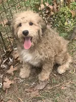 Riley female pup, a female Golden Mountain Doodle for sale in Damascus, AR – 4 of 6