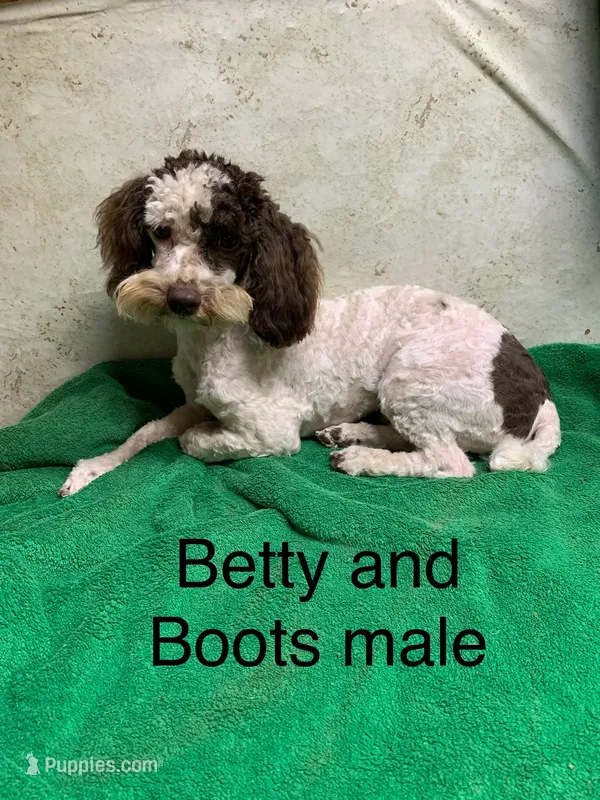 Boots & Betty pup – Poodle - Toy  puppy for sale in Damascus, AR