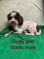 Boots & Betty pup, a male Poodle - Toy  for sale in Damascus, AR – 1 of 4