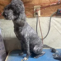 Mini Brindle Ellie, a female Sheepadoodle for sale in Damascus, AR – Photo 2 of 6