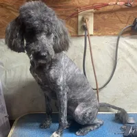Mini Brindle Ellie, a female Sheepadoodle for sale in Damascus, AR – Photo 1 of 6