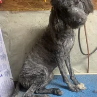 Mini Brindle Ellie, a female Sheepadoodle for sale in Damascus, AR – Photo 4 of 6