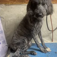 Mini Brindle Ellie, a female Sheepadoodle for sale in Damascus, AR – Photo 3 of 6