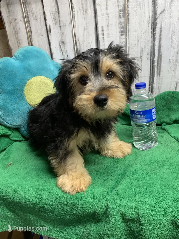 Morkie male, a male Morkie for sale in Damascus, AR – Photo 1 of 1