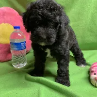 Pheona pup, a female Whoodle for sale in Damascus, AR – Photo 2 of 4