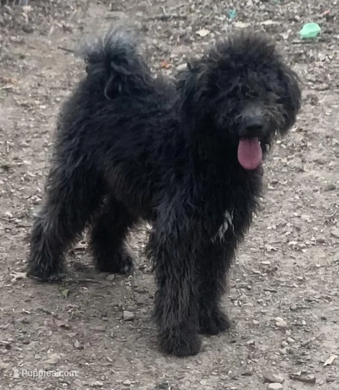 Pheona pup – Whoodle puppy for sale in Damascus, AR