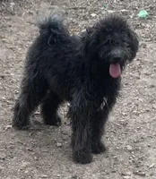 Pheona pup, a female Whoodle for sale in Damascus, AR – 1 of 2