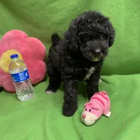 Pheona pup, a female Whoodle for sale in Damascus, AR – Photo 1 of 4