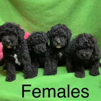 Pheona pup, a female Whoodle for sale in Damascus, AR – Photo 3 of 4