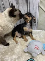 Micky, a male Chihuahua for sale in Damascus, AR – Photo 4 of 4