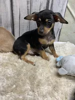 Micky, a male Chihuahua for sale in Damascus, AR – Photo 1 of 4