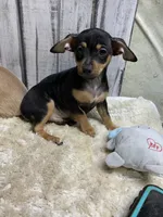 Micky, a male Chihuahua for sale in Damascus, AR – Photo 2 of 4