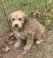 Riley female pup, a female Golden Mountain Doodle for sale in Damascus, AR – 1 of 6