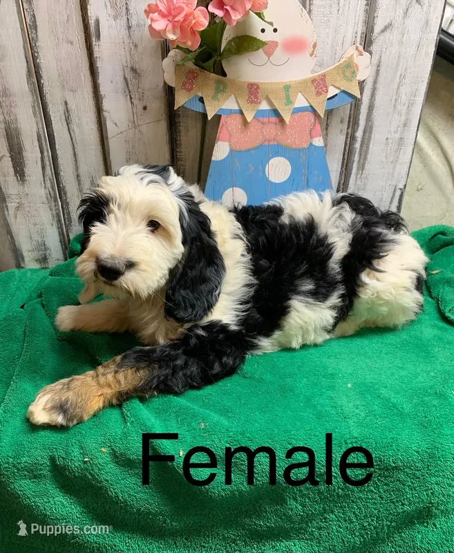 Anne Belle tri – Sheepadoodle puppy for sale in Damascus, AR