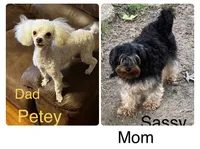 Petey red boy, a male Yorkipoo for sale in Damascus, AR – 3 of 3