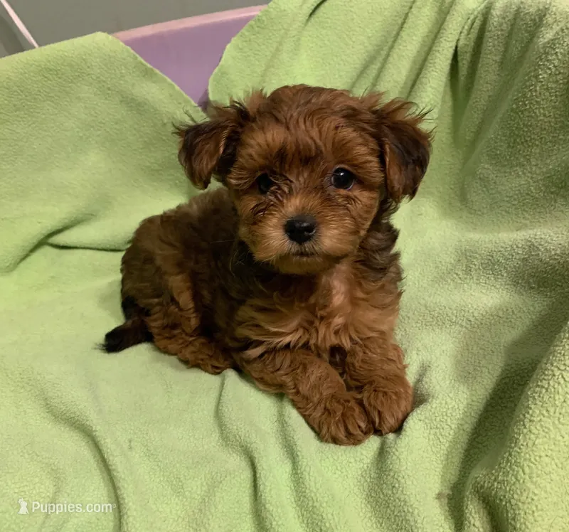 Petey red boy – Yorkipoo puppy for sale in Damascus, AR