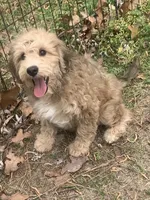 Riley female pup, a female Golden Mountain Doodle for sale in Damascus, AR – 3 of 6