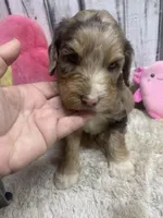 Annie chocolate merle, a female Sheepadoodle for sale in Damascus, AR – Photo 3 of 7