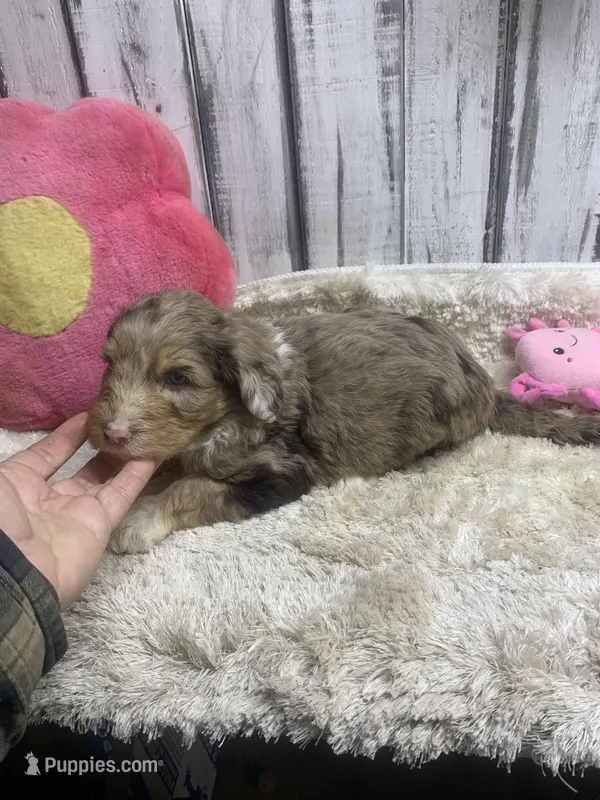 Annie chocolate merle