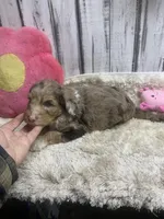 Annie chocolate merle, a female Sheepadoodle for sale in Damascus, AR – Photo 1 of 7